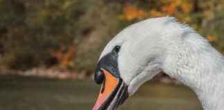 Basında Çıkan Yanlış Haberleri Düzeltmenin Yolları Basında Çıkan Yanlış Haberleri Düzeltmenin Yolları