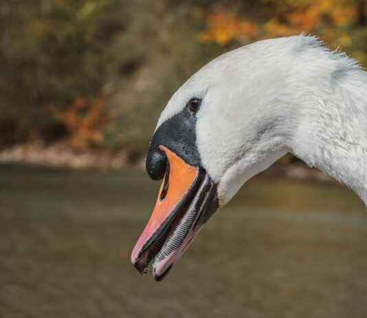 Basında Çıkan Yanlış Haberleri Düzeltmenin Yolları Basında Çıkan Yanlış Haberleri Düzeltmenin Yolları