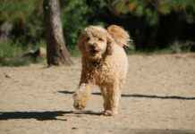 Goldendoodle Sağlık Sorunları: Dikkat Edilmesi Gerekenler Goldendoodle Sağlık Sorunları: Dikkat Edilmesi Gerekenler