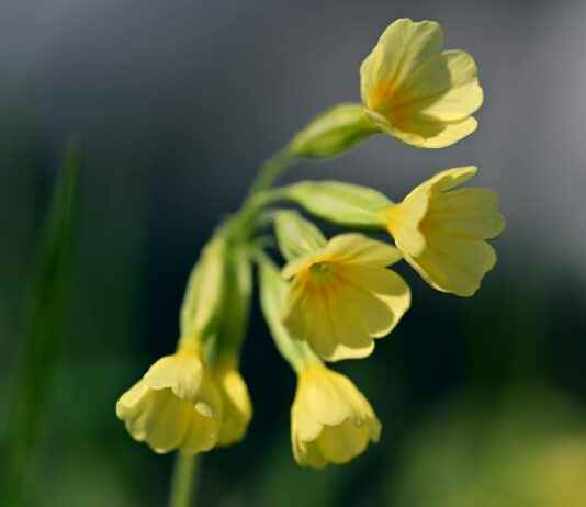 Kişisel Verilerin Korunması Kanunu (KVKK) ve Dijital İtibar Yönetimi Kişisel Verilerin Korunması Kanunu (KVKK) ve Dijital İtibar Yönetimi