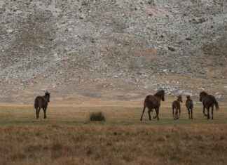 Sosyal Medya ve Geleneksel Medya Arasındaki İlişki Sosyal Medya ve Geleneksel Medya Arasındaki İlişki