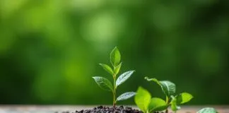 Marketing Stratejilerinde Çevre Bilinci: Branding ve SEO için Yeşil Yönelim Environmental Awareness in Marketing Strategies: Green Orientation for Branding and SEO